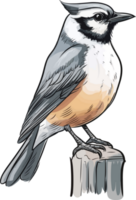 Gray Jay illustration, Animal Illustration png