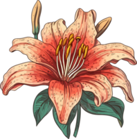 Lily Hand Drawn Illustration png