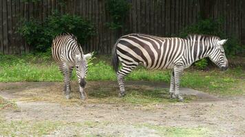 chapmans cebra, equus quagga chapmani, un subespecie de el burchellidae africano herbívoro foto