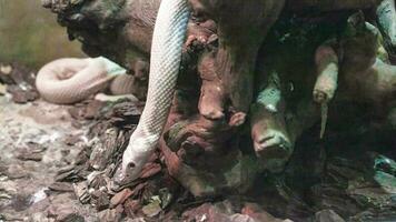 Lindheimers Texas Rat Snake, a subspecies of snake from Louisiana to Texas. photo