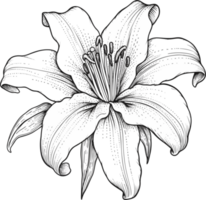 Lily Hand Drawn Illustration png