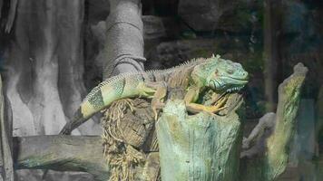 común iguana de cerca en el terrario, reptil herbívoro lagarto. foto