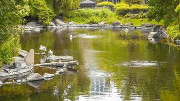 blanco pelícanos en el lago con arbustos, arboles rebaño de familia de aves en naturaleza. foto