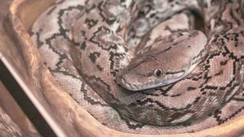 Reticulated python, Python reticulatus, non-venomous snake lies in a ring close-up. photo