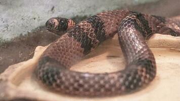 Oriental Dinodon, Lycodon orientalis, a species of snake of the algae family, in a terrarium close-up. photo