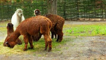 blanco y marrón grupo de alpacas en un granja en el montañas. camélidos vicugna pacos. foto