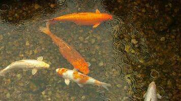 Colorful wild freshwater fish in a flock swim in the water in the rain, top view. photo