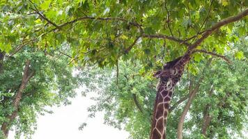 jirafa, giraffa camelopardalis, artiodáctilo mamífero, africano animal come hojas desde un árbol. foto