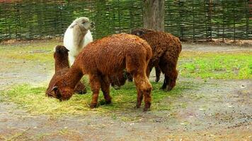 White and brown group of alpacas on a farm in the mountains. Camelids Vicugna pacos. photo