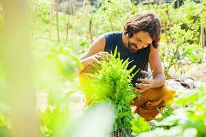 Young man gardening and growing vegetables photo