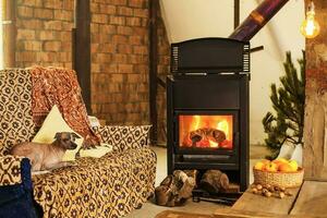 a xoloitzcuintle dog sitting on a sofa near a fireplace in living room photo