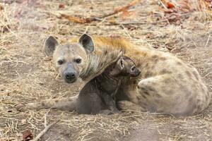 Female spotted hyena with cub photo