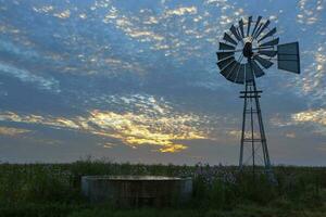 Cosmos flowers and windmill at sunrise photo