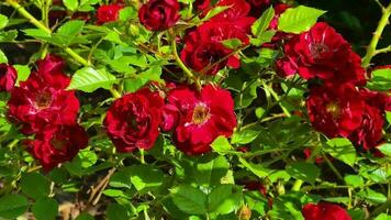 lindo florescendo vermelho rosas flores dentro a campo rosa jardim, natureza e jardinagem, lento movimento video