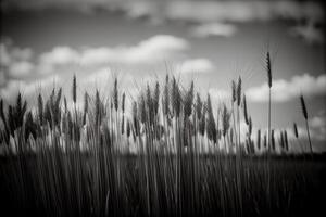 A Black And White Photo Of Some Tall Grass. AI Generated