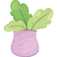plante d'appartement dans lilas vase icône png