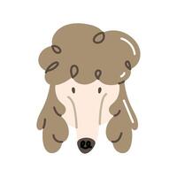 french poodle dog head character vector