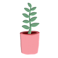 Indoor plants decoration png