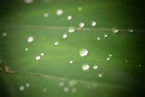 Water droplets on a leaf photo