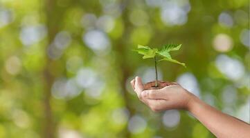 mano participación joven planta en verde naturaleza antecedentes. comenzando de un nuevo vida. ambiente y ecología concepto foto