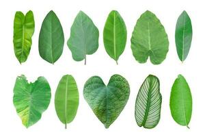Different tropical leaves isolated on white background. object with clipping path. photo