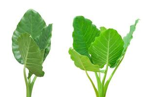 Green tropical leaf isolated on white background with clipping path. Elephant Ear photo