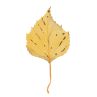 Watercolor Dry Yellow Birch Leaf png