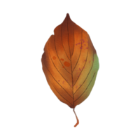 Watercolor Dry Flowering Dogwood Leaf png