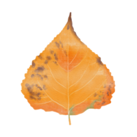 Watercolor Dry Yellow Lombardy Leaf png