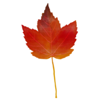 Watercolor Dry Red Maple Leaf png