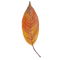 Watercolor Dry Black Cherry Leaf png