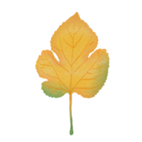 WatercolorDry  Red Mulberry Leaf png