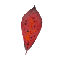 Watercolor Dry Black Gum Leaf png