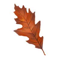 Watercolor Dry Northern Red Oak Leaf png