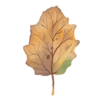 Watercolor Dry Silver Poplar Leaf png