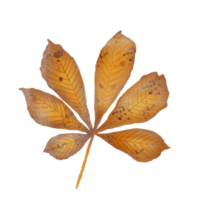 Watercolor Dry Common Horse Chestnut Leaf png