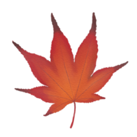 Watercolor Dry Japanese Maple Leaf png
