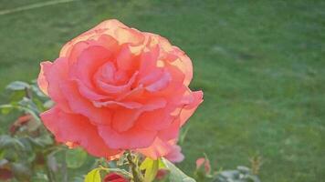 Nahansicht auf ein Rosa Rose im das Garten und im Sommer. während Sonnenuntergang oder Sonnenaufgang. video