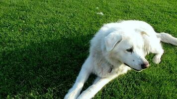 white dog sitting on green grass video