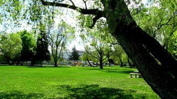 ville vert parc gros arbre dans de bonne heure printemps video