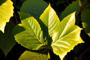 un cerca arriba de un verde hoja en un árbol. ai generado foto