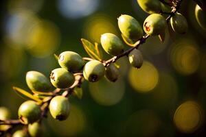 A Bunch Of Olives Hanging From A Tree Branch. photo