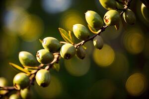 un manojo de aceitunas colgando desde un árbol rama. ai generado foto