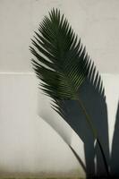 A Palm Leaf Casts A Shadow On A Wall. AI Generated photo