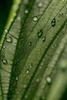 un verde hoja con gotas de agua en él. ai generado foto