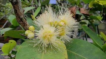 guava träd blommor den där är startande till blomma. antal fot video