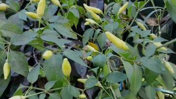 chili växter till skörda i de fält. antal fot video