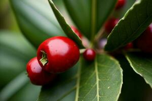 A Close Up Of Two Cherries On A Leaf. AI Generated photo