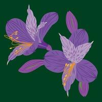 Lily flowers flat illustration vector