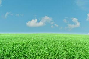 Green grass meadow and blue sky background. Natural field landscape photo